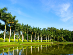 兴隆热带植物园	